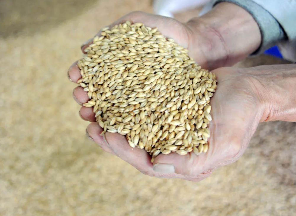 POINTERS FOR SELECTING THE RIGHT GRAIN FOR YOUR MIXTURE BEER